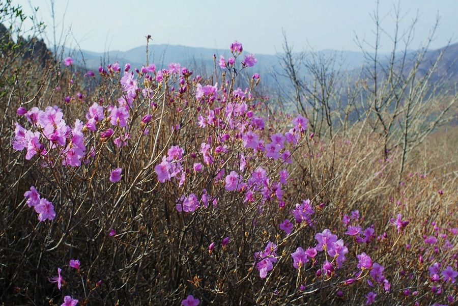 山花烂漫