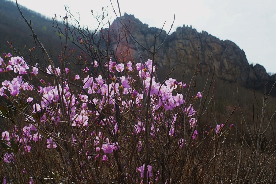 山花烂漫