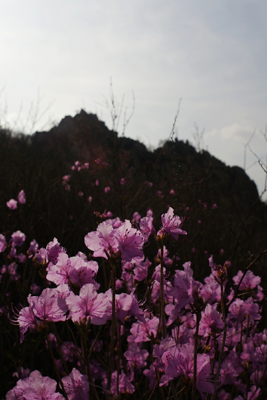 山花烂漫