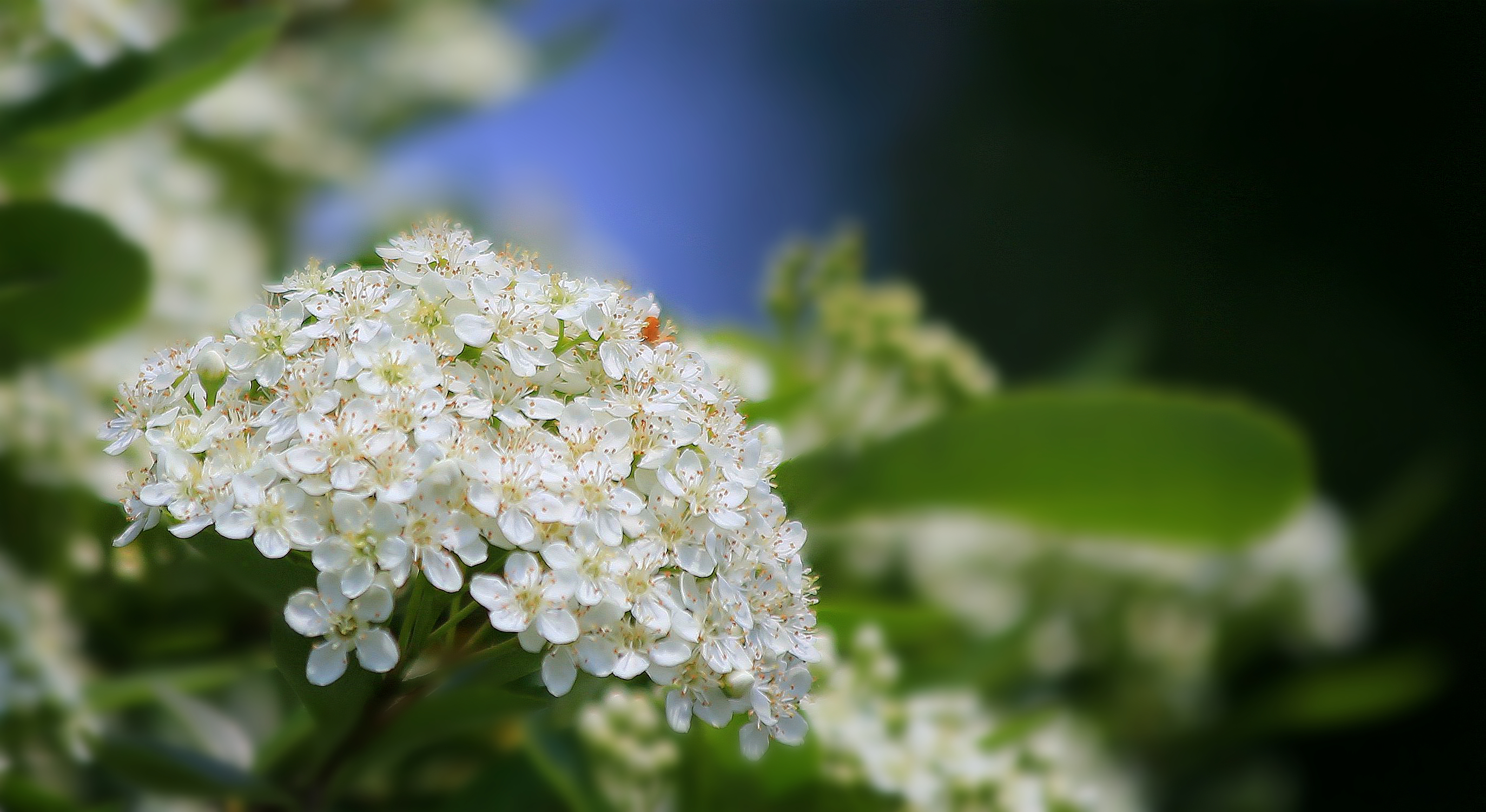 春花:柳叶绣线菊