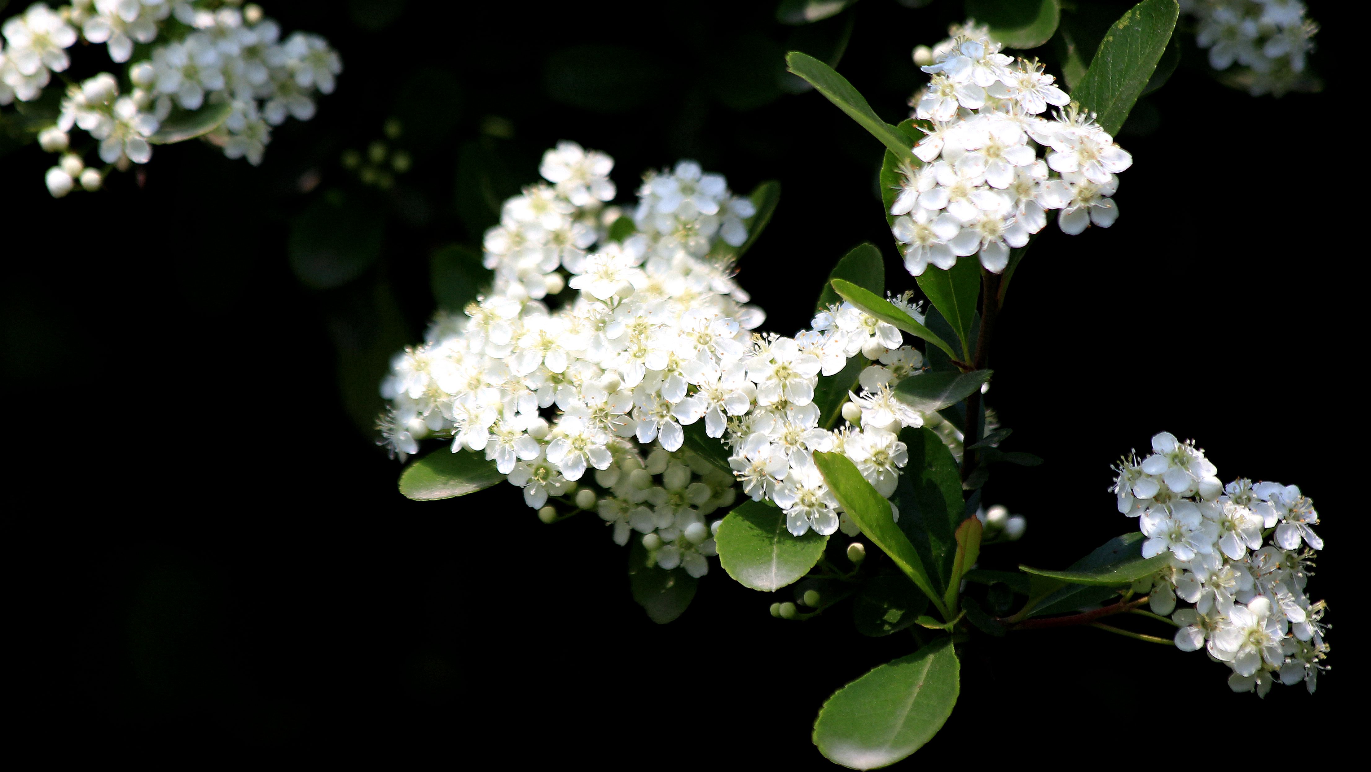 春花:柳叶绣线菊