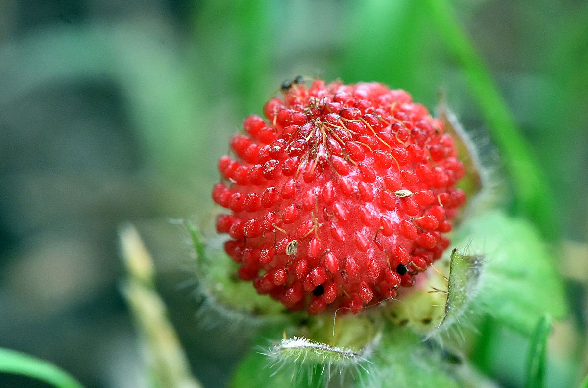 新/马草药自然医学: 蛇莓~（ 蛇泡草）的功效。Mock strawberry~ (Duchesnea indica ) medicinal uses.