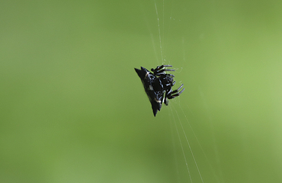 虫趣罕见的小小黑蜘蛛