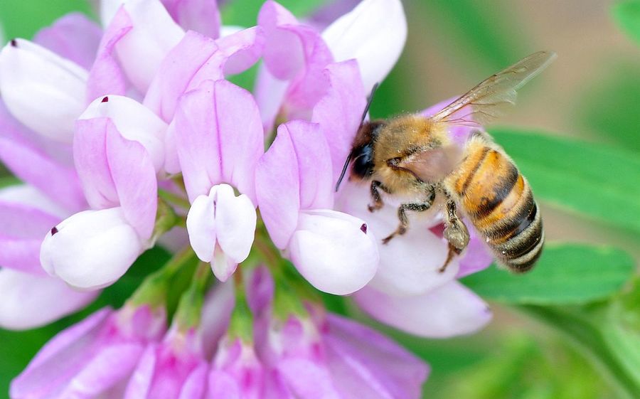 【蜂花图摄影图片】生态摄影_太平洋电脑网摄影部落
