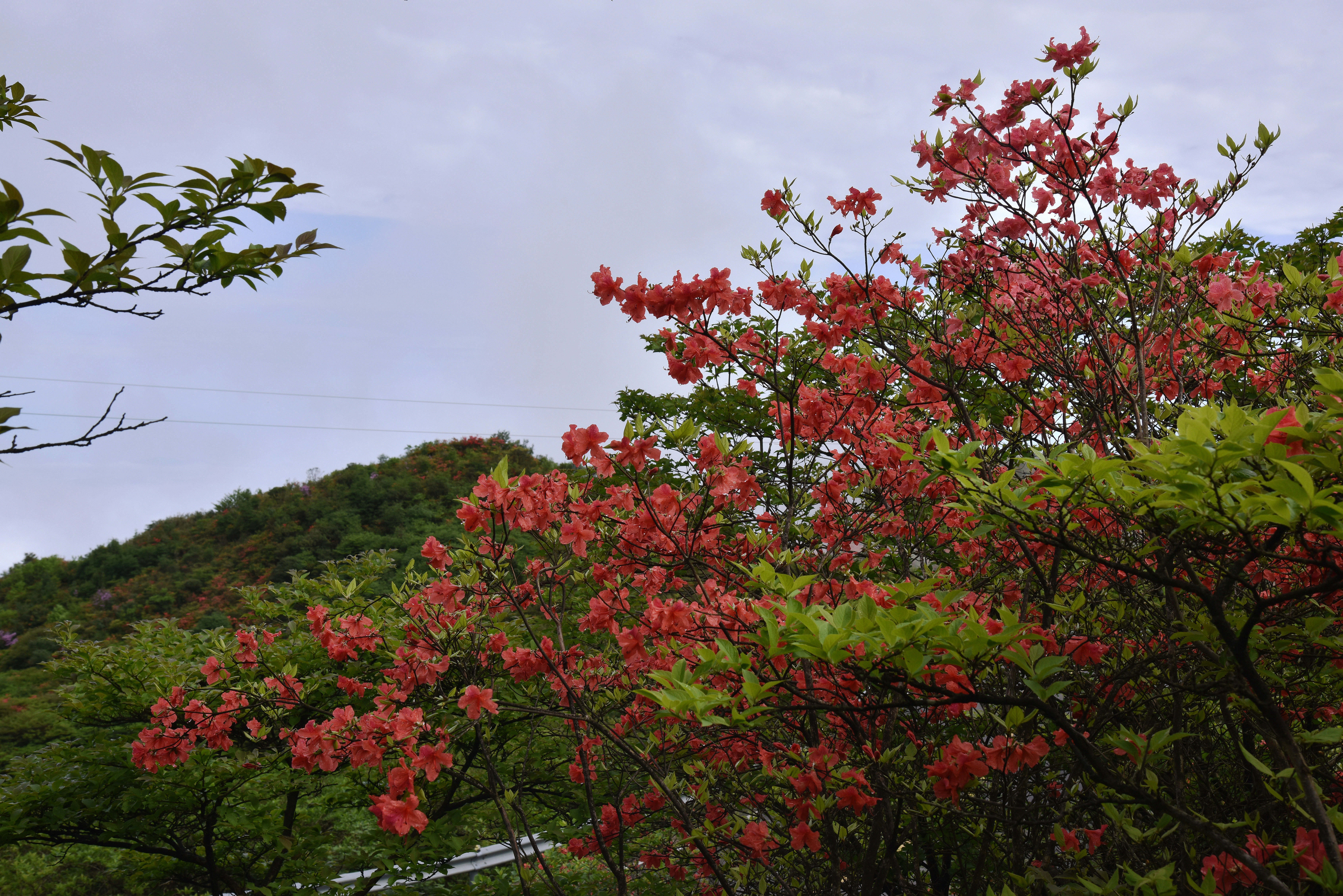 大围山杜鹃花海(2)