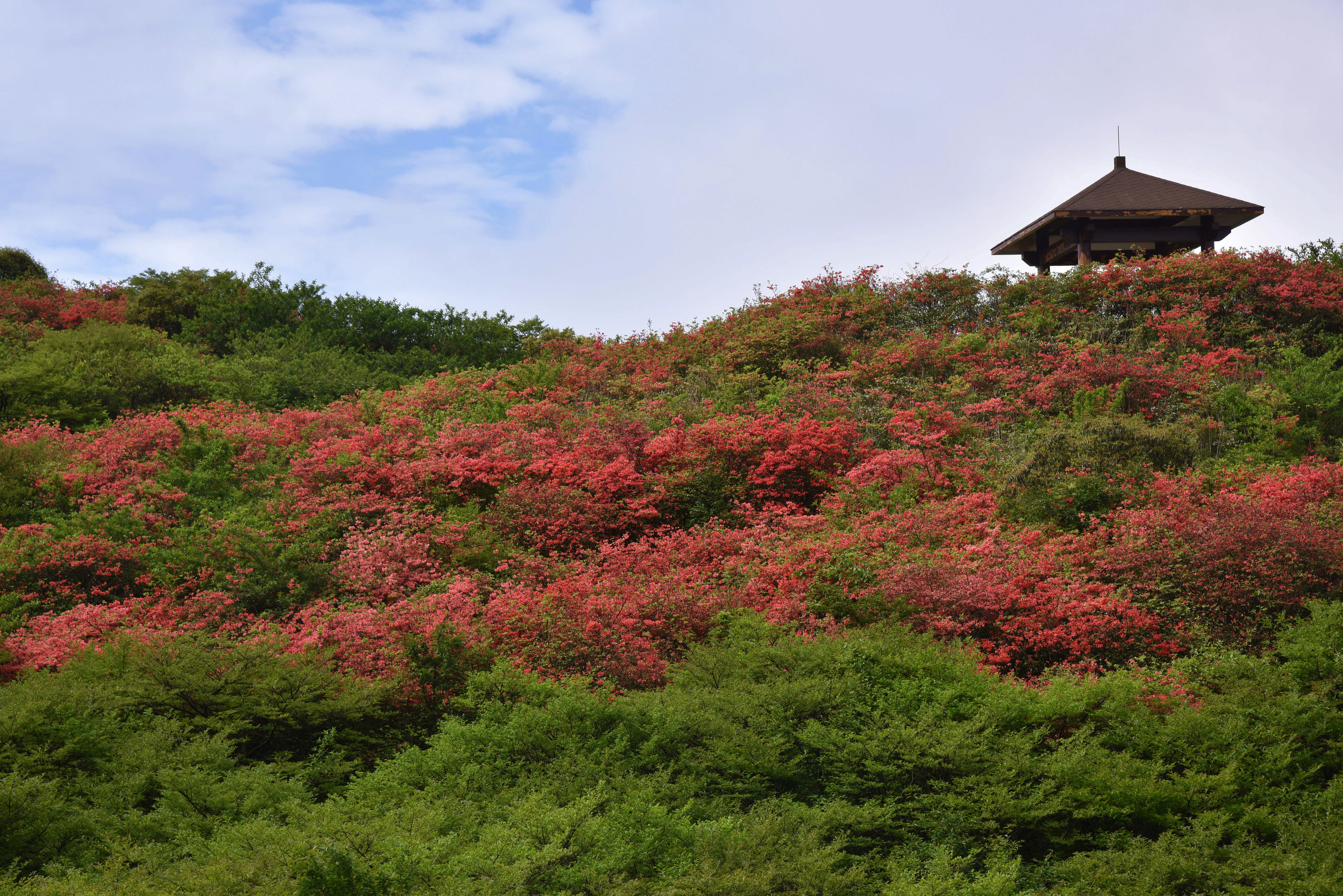 大围山杜鹃花海(2)