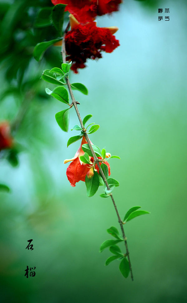 竖幅石榴花