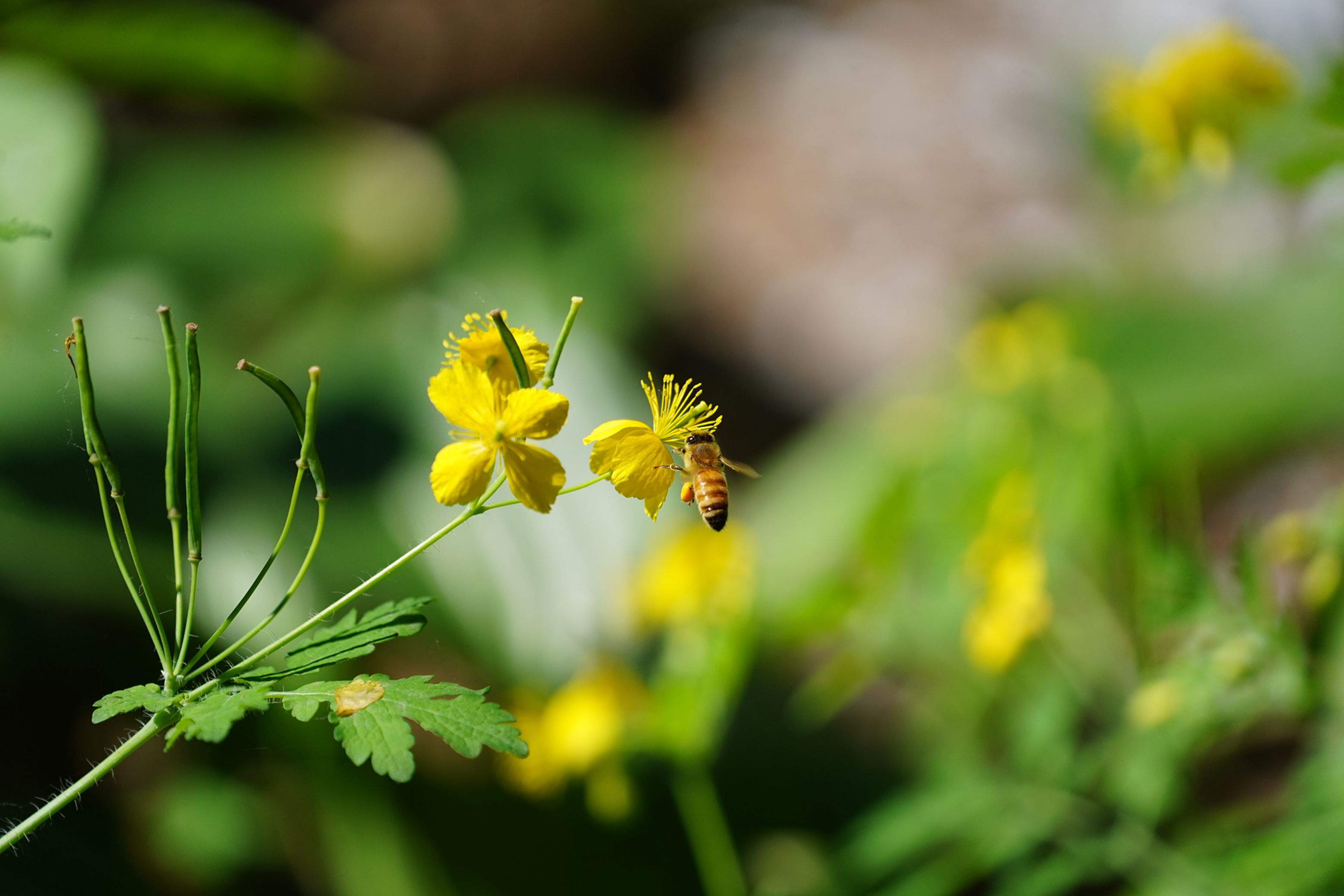 蜂花之恋