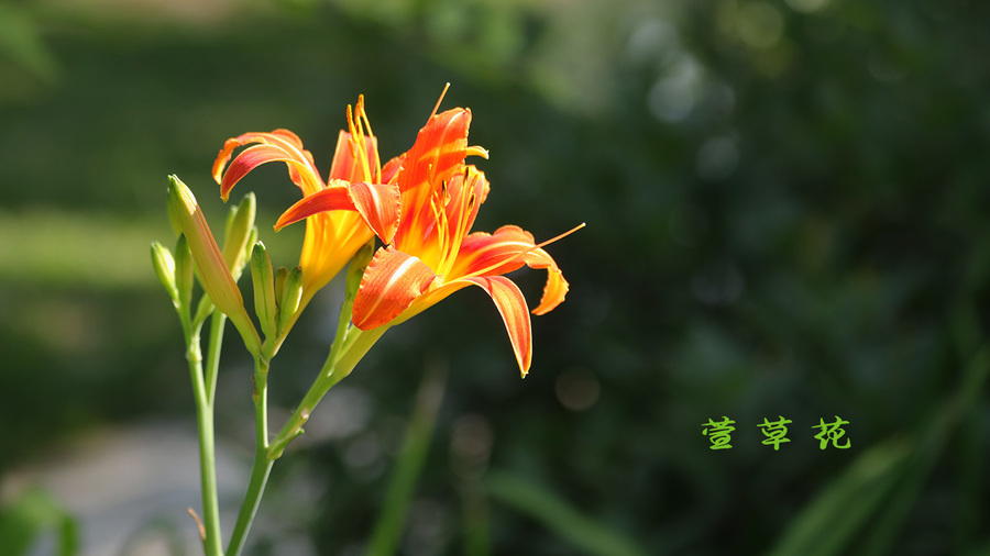 洹园萱草花-6