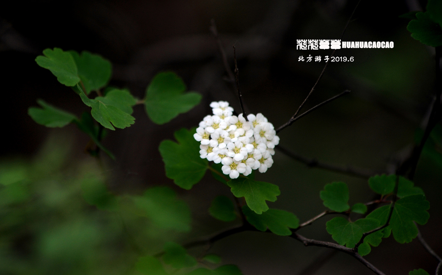 杂拍一组-花花草草查看大图曝光:1/200 sec光圈:f4快门:1/199 seciso