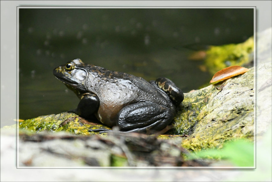 生态摄影# 野生牛蛙