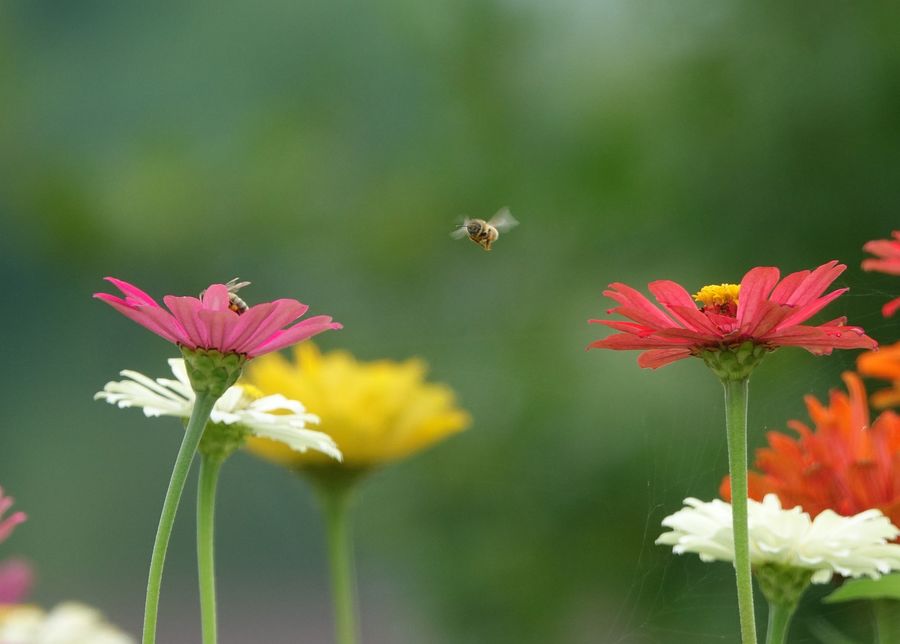 一路芬芳