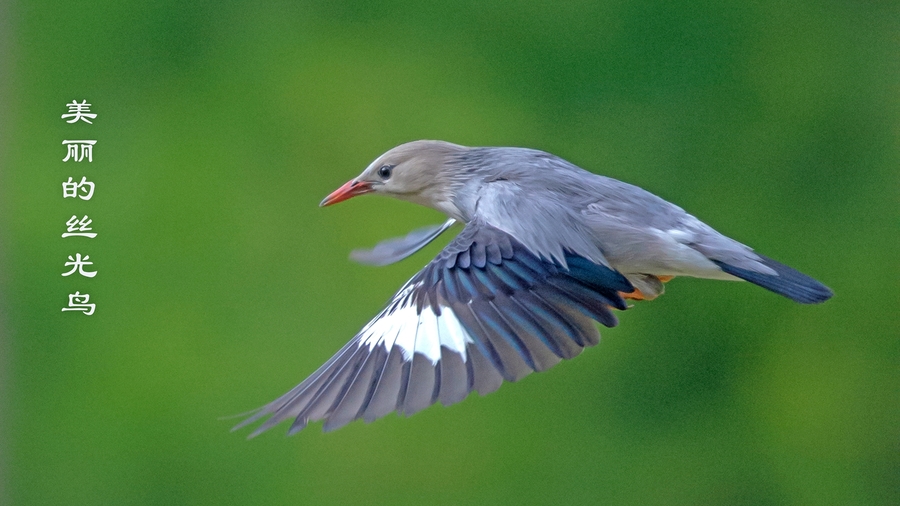 丝光椋鸟5-美丽的丝光鸟