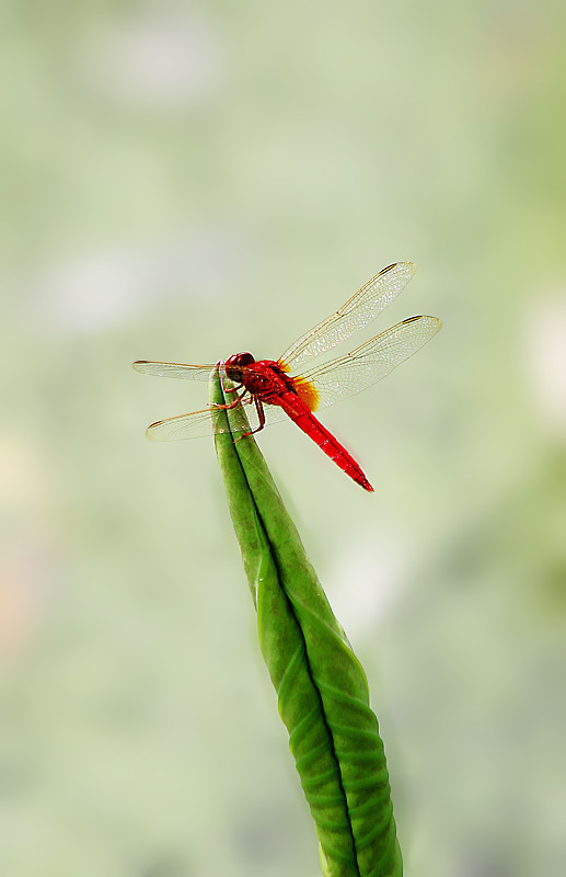 【夏日,荷塘,蜻蜓摄影图片】生态摄影_太平洋电脑网