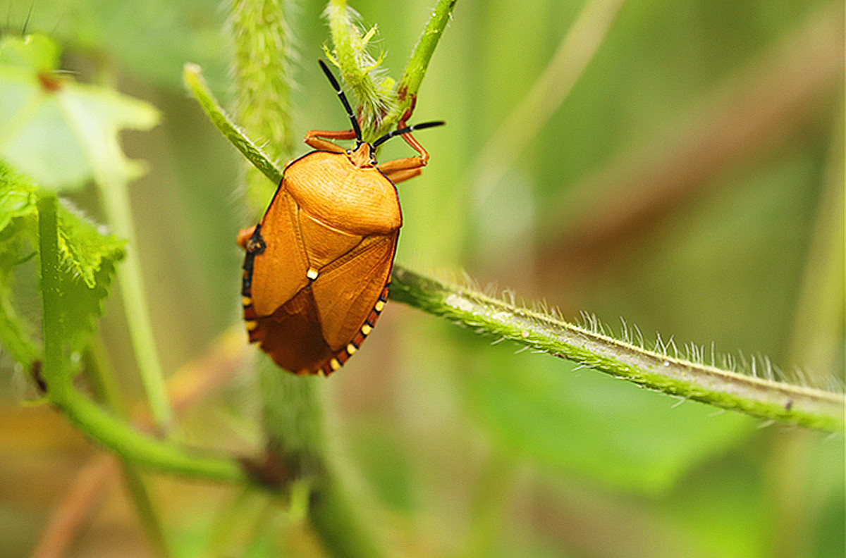 形形色色的昆虫卵 - 河北默然 - 图虫网 - 优质摄影师交流社区