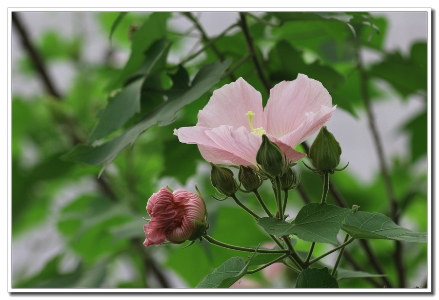 【木芙蓉(芙蓉花)摄影图片】生态摄影_影子_太平洋网