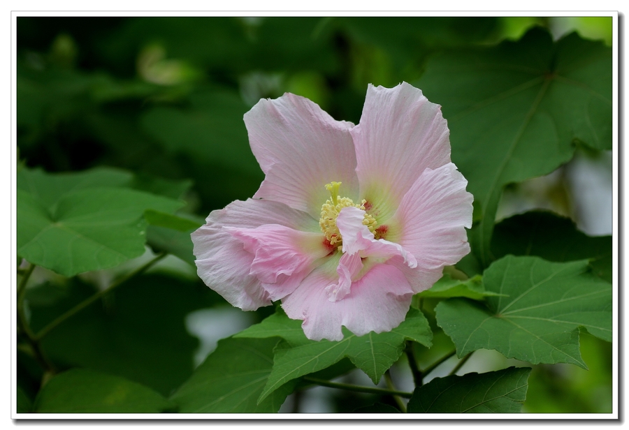 木芙蓉(芙蓉花)