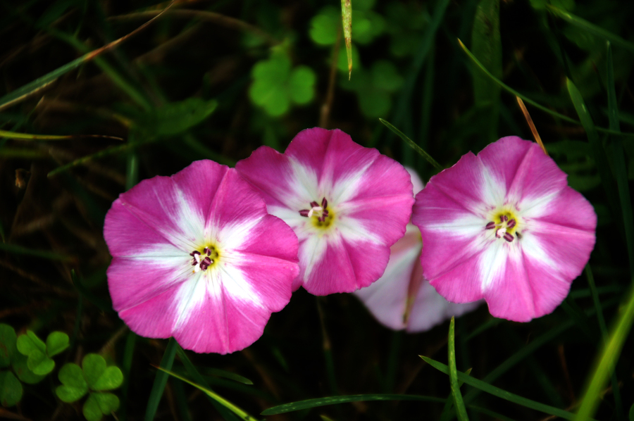 《田旋花》