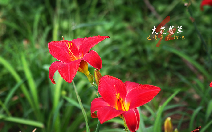 河边红萱草