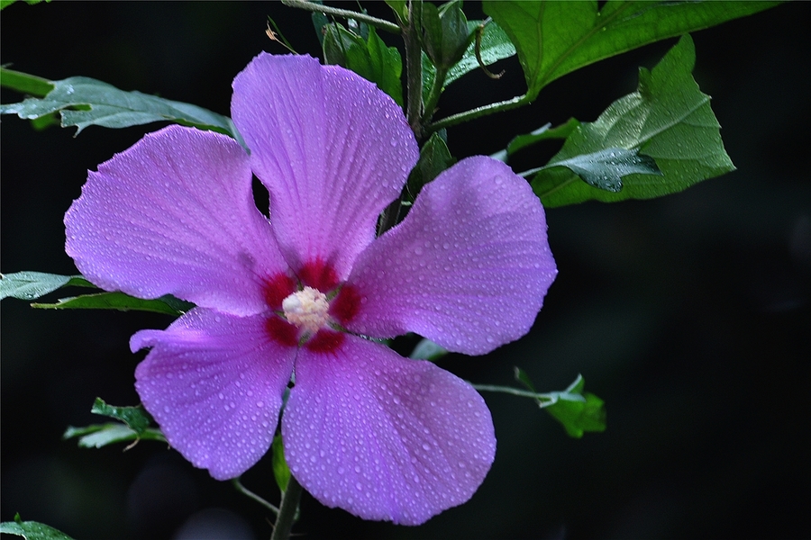 木槿花