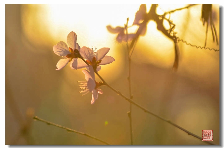 公园里的花花草草(一四九)