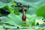 池鹭