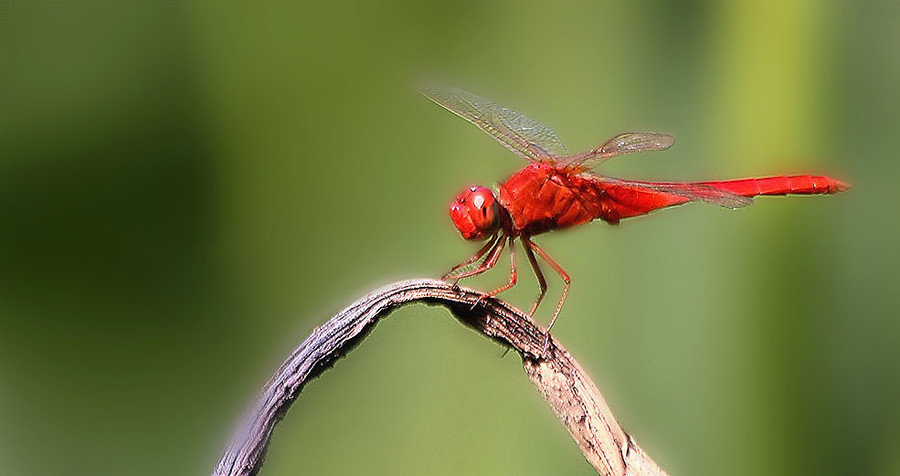 昆虫視角:红蜻蜓查看大图曝光:1/250 sec光圈:f7快门:1/255 seciso