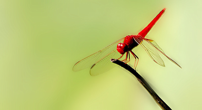 昆虫視角:红蜻蜓查看大图曝光:1/160 sec光圈:f7快门:1/165 seciso