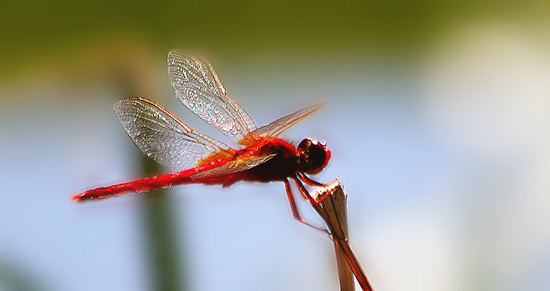 昆虫視角:红蜻蜓