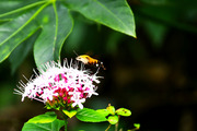 臭牡丹与蜂蝶