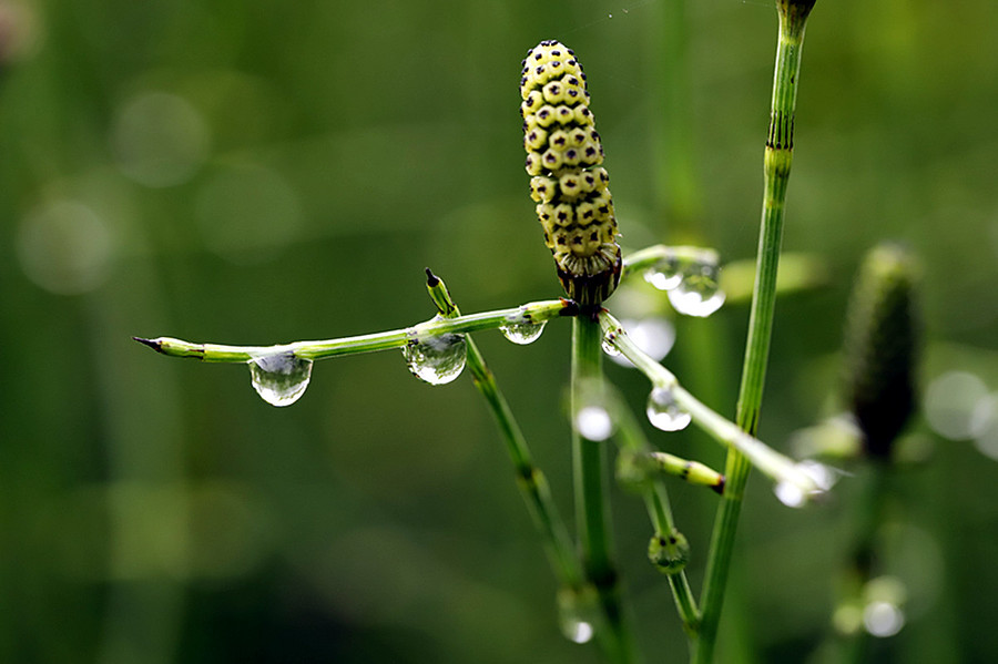 生态微距:雨露滋润节节草