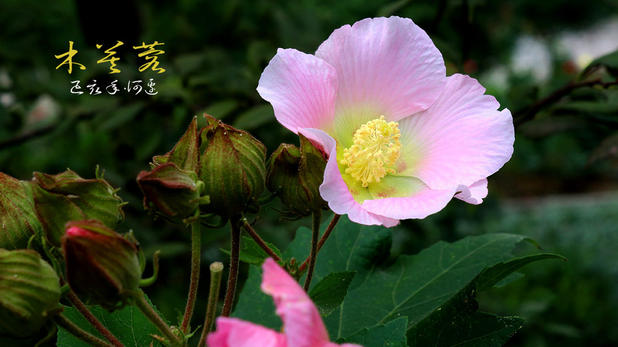 河边木芙蓉-2