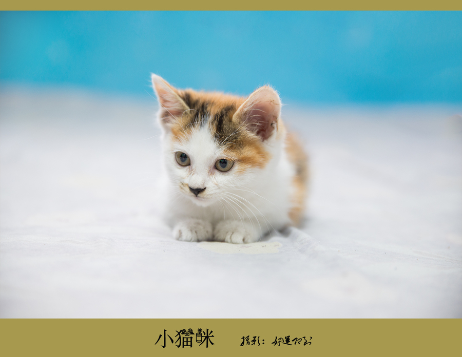 我家的小猫咪