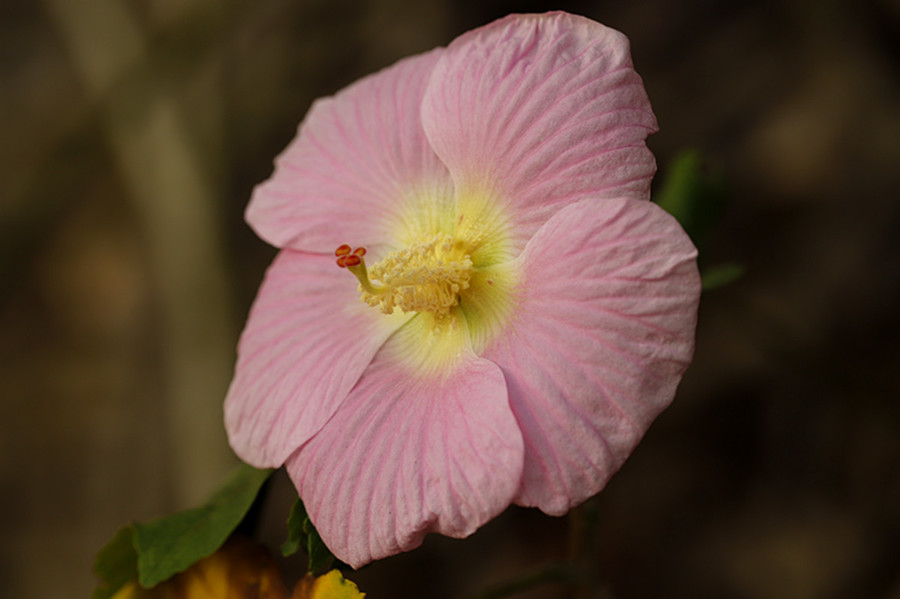 十月木芙蓉花开