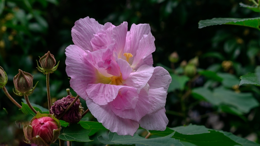 芙蓉花