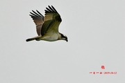 鸟——京城首拍【鹗】