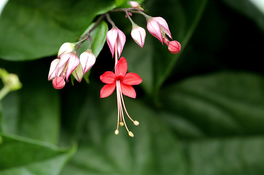 生态花卉:金秋十月龙吐珠