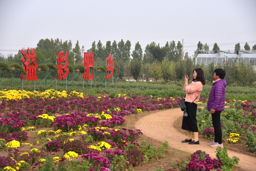 走进邯郸肥乡区菊花小镇南共p