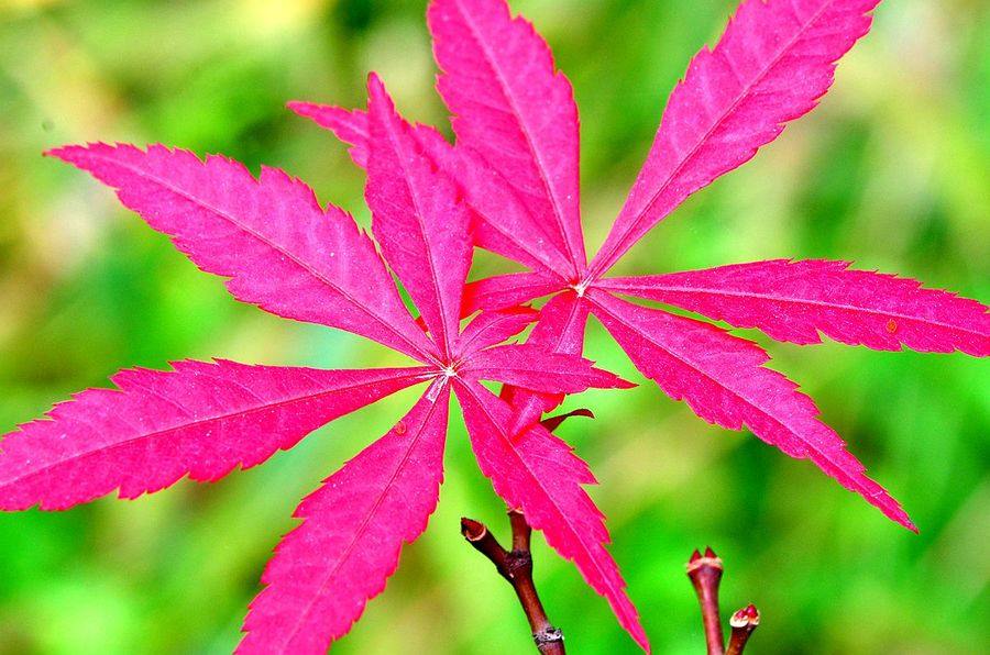 枫叶红似二月花(共 4 p)