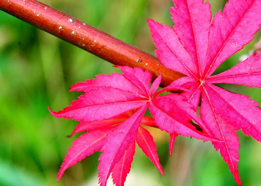 枫叶红似二月花(共 4 p)
