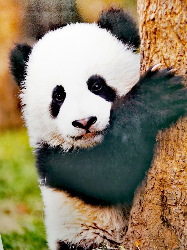 国宝…熊猫
