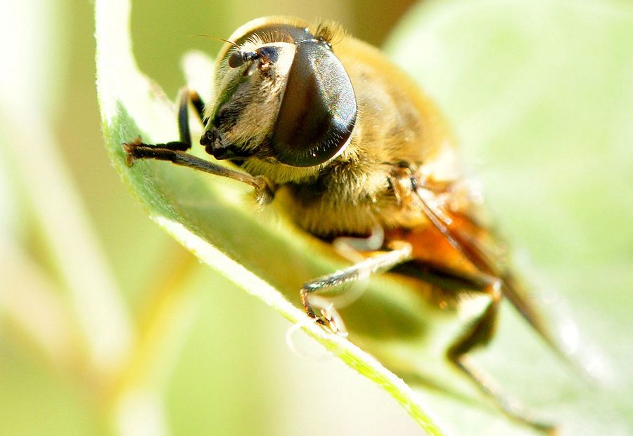 捕食昆虫的蜜蜂