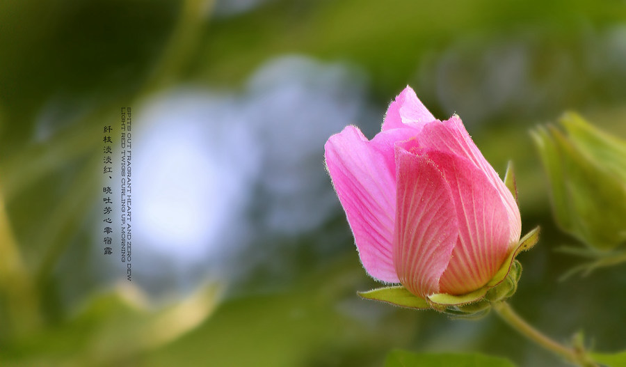 【芙蓉花摄影图片】生态摄影_太平洋电脑网摄影部落