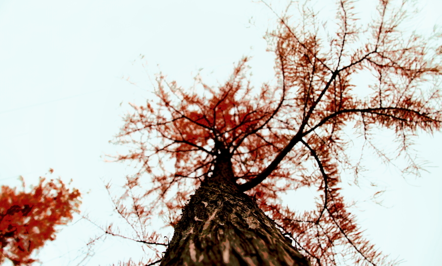 一棵树 (不扎堆的摄影)