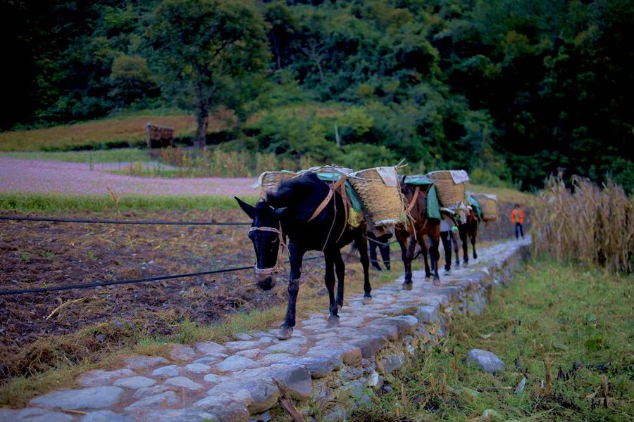 徒步茶马古道,穿过雾里村(共 9 p)