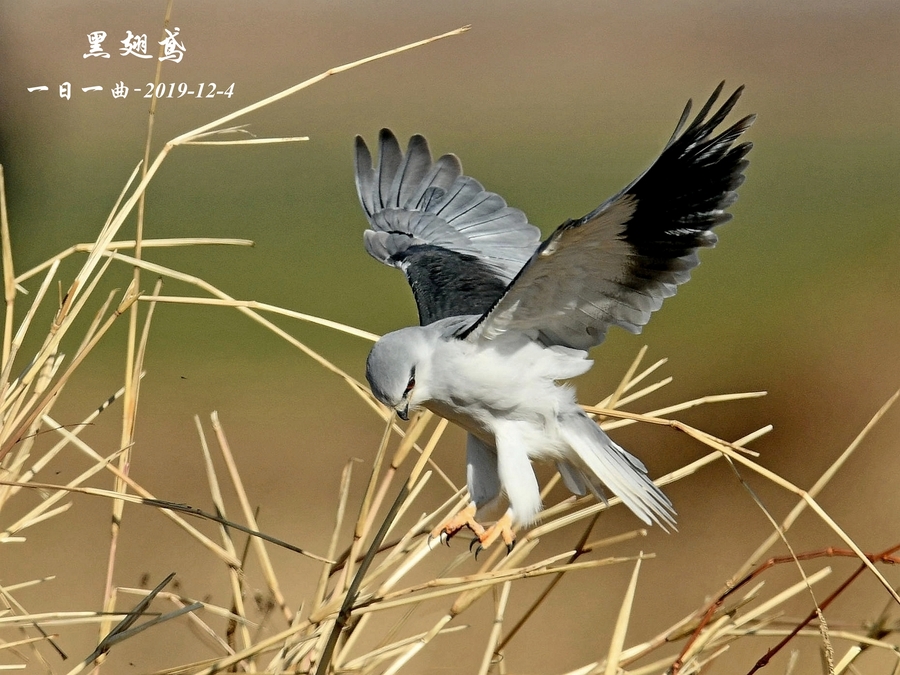 鸟黑翅鸢