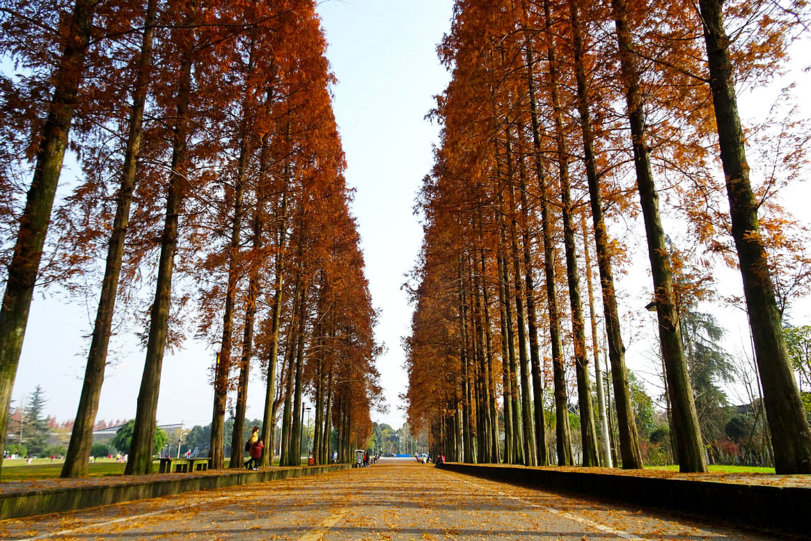 青城山水杉大道