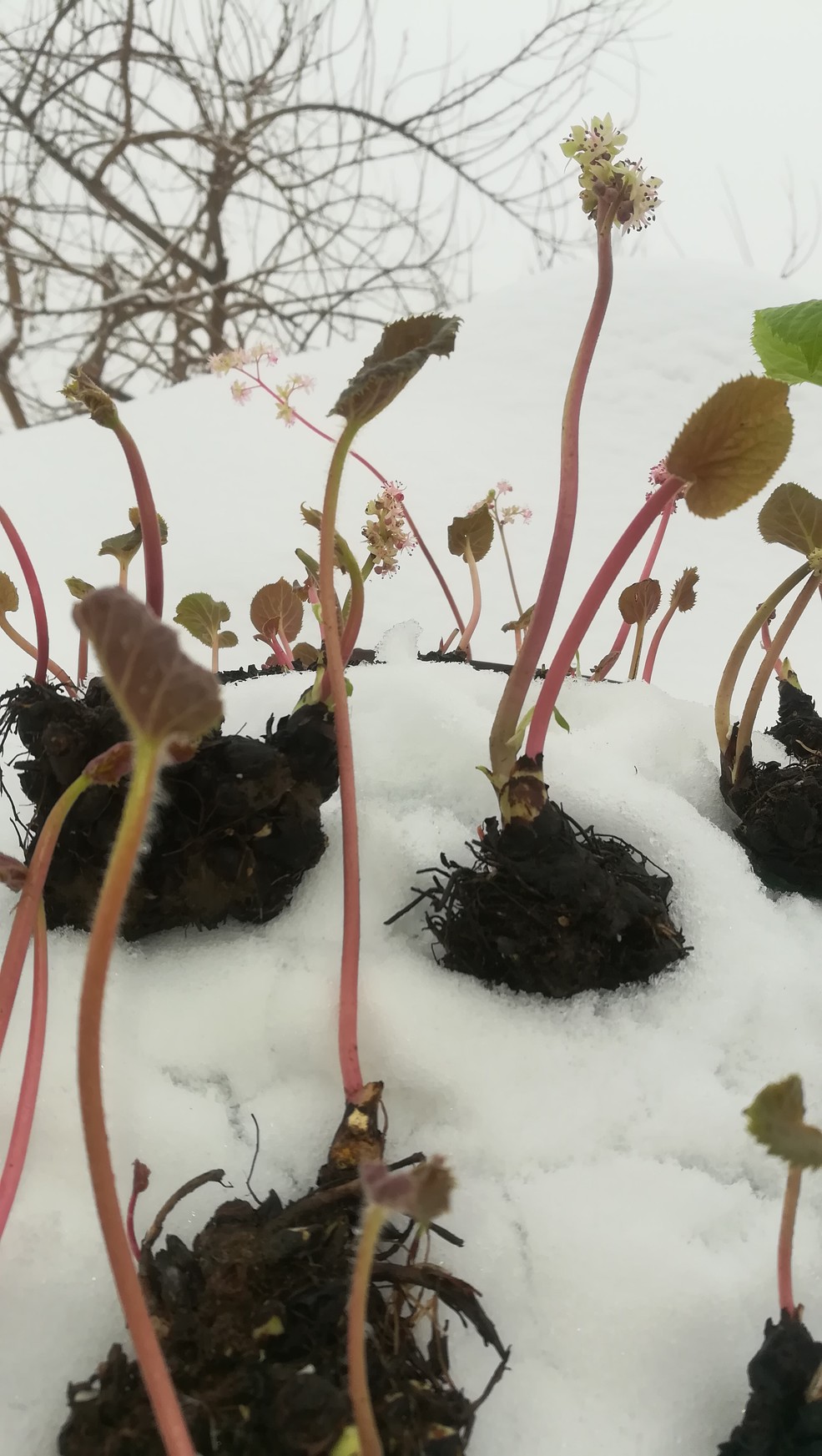 独根草雪中修行的菩提花