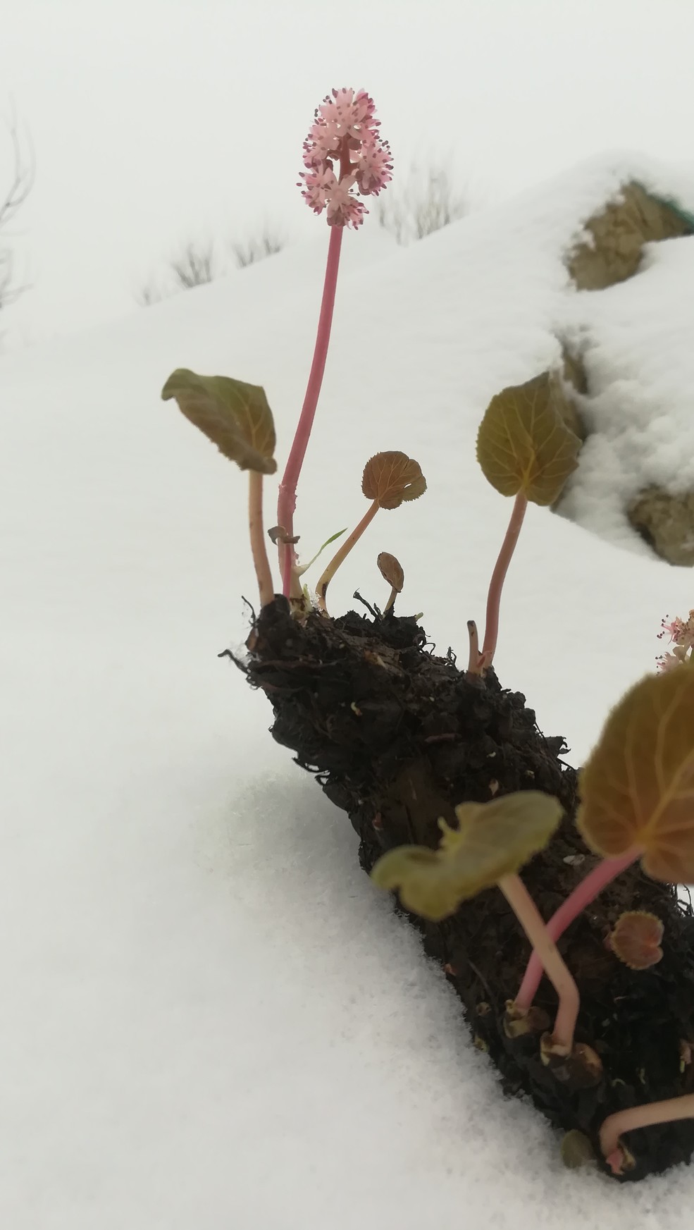 北京的冬天第二场雪来了,我的独根草本来是开春四月初才开花