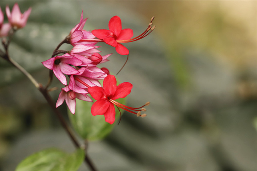 又见喜花龙吐珠